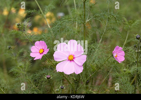 Cosmos bipinnatus fiori in autunno. Foto Stock