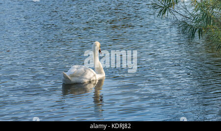 Cigno - cygnus olorin nuoto nel lago di acqua acqua con parco circostante e alberi. Foto Stock