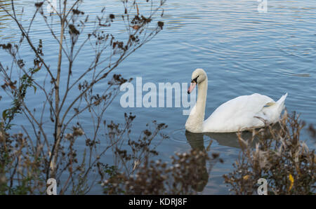 Cigno - cygnus olorin nuoto nel lago di acqua acqua con parco circostante e alberi. Foto Stock