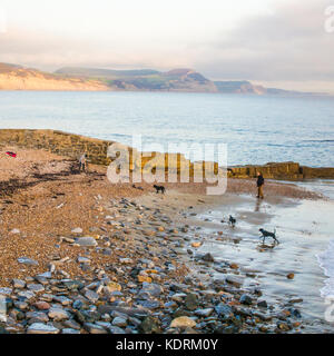 Cani giocando a Lyme Regis, Dorset, Inghilterra. " Golden Cap' hill (tra Charmouth & Bridport) & West Bay (destro) può essere visto in background. Foto Stock