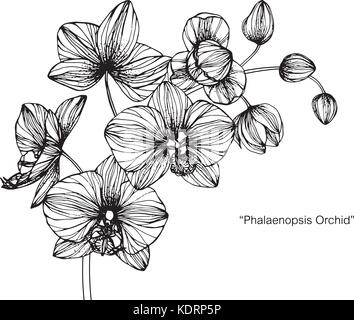 Fiori di orchidea disegno illustrativo. In bianco e nero con la linea tecnica. Illustrazione Vettoriale