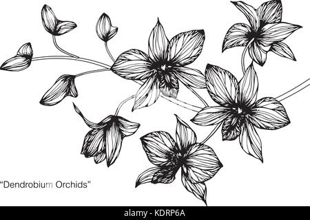 Fiori di orchidea disegno illustrativo. In bianco e nero con la linea tecnica. Illustrazione Vettoriale
