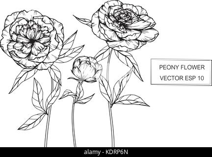 Peonia fiore disegno illustrativo. In bianco e nero con la linea tecnica. Illustrazione Vettoriale