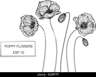 Fiore di papavero disegno illustrativo. In bianco e nero con la linea tecnica. Illustrazione Vettoriale
