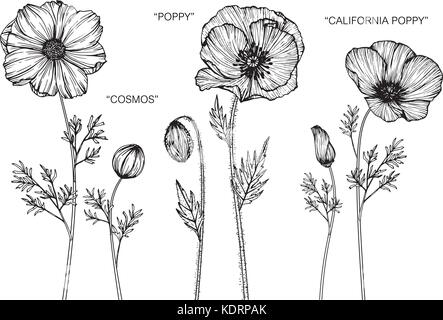 Cosmo, papavero, California fiore di papavero disegno illustrativo. In bianco e nero con la linea tecnica. Illustrazione Vettoriale