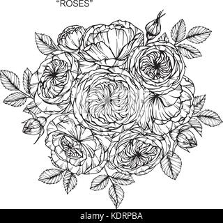 Bouquet di rose fiori disegno. Illustrazione Vettoriale