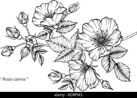 Rosa canina fiore disegno illustrativo. In bianco e nero con la linea tecnica. Illustrazione Vettoriale