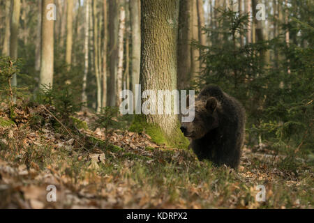 European Brown Bear / Europaeischer Braunbaer ( Ursus arctos ) che cammina attraverso una foresta autunnale mista, animale segreto, Europa. Foto Stock