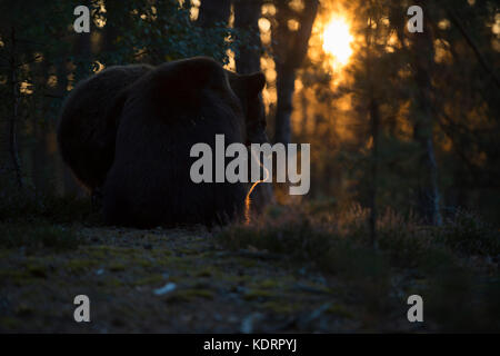 Eurasian Brown Bears / europaeische Braunbaeren ( Ursus arctos ) lotta, lotta, mordere a vicenda, lotta giocosa, bella situazione di retroilluminazione, EUR Foto Stock