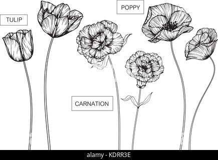 Tulip, garofano e fiori di papavero il disegno e lo schizzo con line-art su sfondi bianchi. Illustrazione Vettoriale