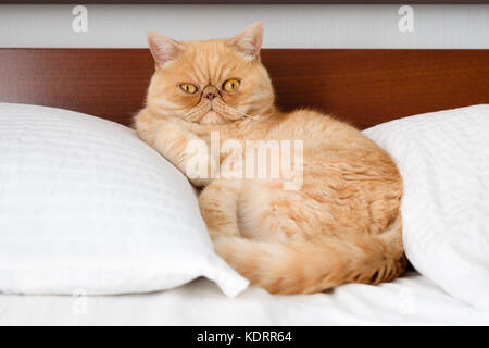 Lo zenzero esotico gatto persiano guardando nella telecamera con faccia buffa e carino occhi Foto Stock