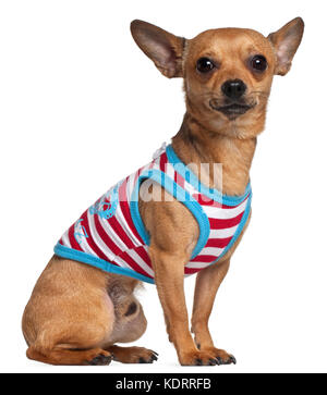 Chihuahua in camicia a righe, 2 anni, seduto di fronte a uno sfondo bianco Foto Stock