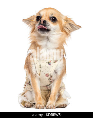 Chihuahua, 1 anni, vestito, seduto e incollaggio la lingua fuori contro uno sfondo bianco Foto Stock