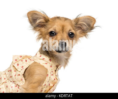 Close-up di un cucciolo di chihuahua guardando la telecamera, 4 mesi di età, isolato su bianco Foto Stock