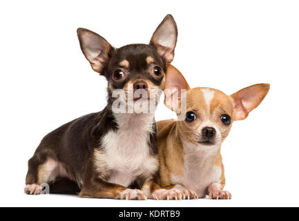 Due i chihuahua che giace accanto al ecah altri, isolato su bianco Foto Stock