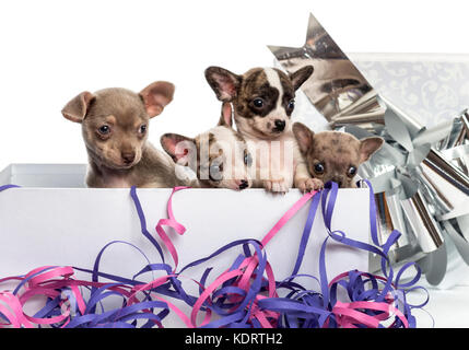 Gruppo di cuccioli di chihuahua in un presente scatola con streamers, isolato su bianco Foto Stock