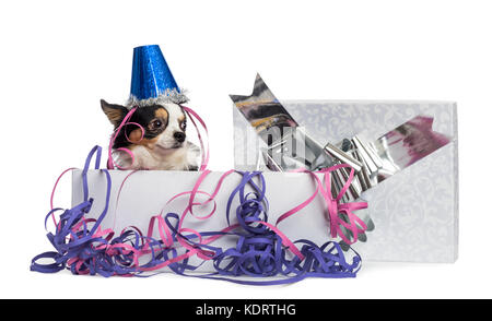 Chihuahua indossando un cappello di partito in un presente scatola con streamers, isolato su bianco Foto Stock