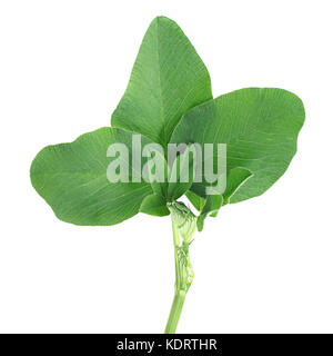 Alfaalfa herb isolati su sfondo bianco Foto Stock