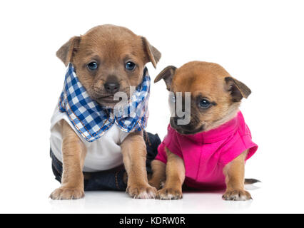 Due vestiti chihuahuas cuccioli (1 mese fa) Foto Stock