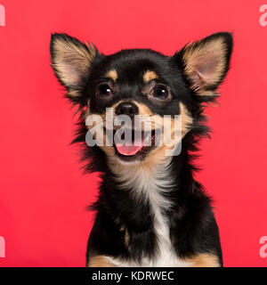 Close-up di un chihuahua di fronte a sfondo rosa Foto Stock