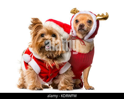 Yorkshire terrier davanti a uno sfondo bianco Foto Stock