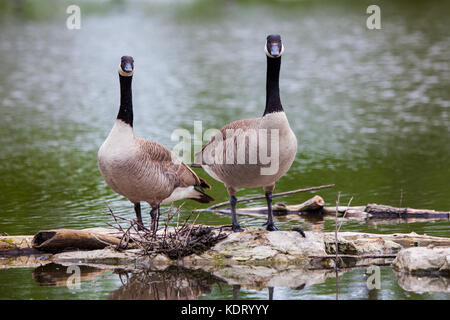 Windsor, Ontario Canada 20 maggio: Oche del Canada da stagno a malden park il 20 maggio 2017 in Windsor, Ontario Foto Stock