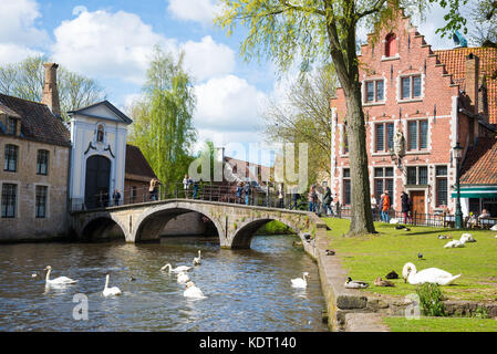 Bruges, Belgio - 17 Aprile 2017: Cigni nel lago di amore in Bruges, canale vista panoramica vicino Begijnhof Foto Stock