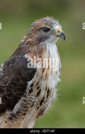 Chiudere fino a tre quarti di lunghezza Ritratto di un rosso tailed hawk guardando a destra in verticale formato verticale Foto Stock