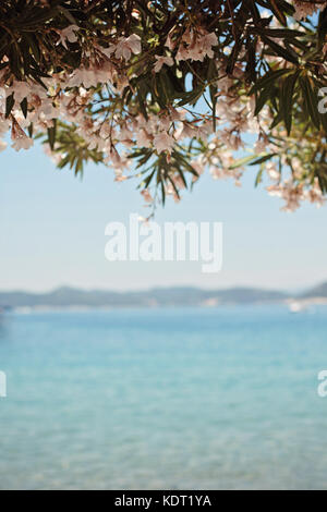 Rosa Nerium oleander pianta con fiori di colore rosa di fronte a un cielo azzurro e limpido mare blu, Lopud, Croazia Foto Stock