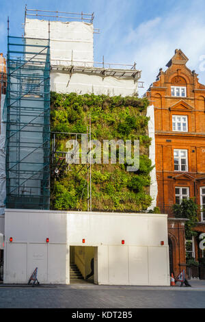 Sviluppo sostenibile: Soggiorno parete verde sul ponteggio sul fronte della Piazza San Marco Chiesa, precedentemente uno Mayfair, North Audley Street, London W1 Foto Stock