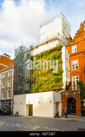 Sviluppo sostenibile: Soggiorno parete verde sul ponteggio sul fronte della Piazza San Marco Chiesa, precedentemente uno Mayfair, North Audley Street, London W1 Foto Stock