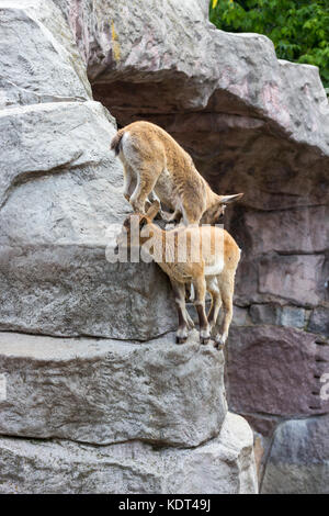 Il capretto di oriente tour caucasica sta giocando a rocce sotto la supervisione della madre Foto Stock