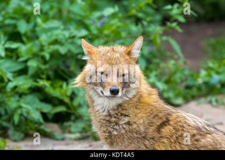 Golden jackal in una calda giornata estiva vagavano per il percorso del giardino nei sobborghi Foto Stock