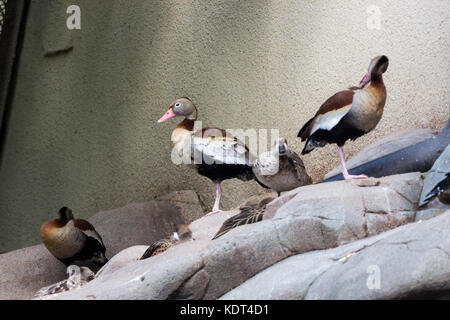Bean guse alla mattina presto al lago Foto Stock