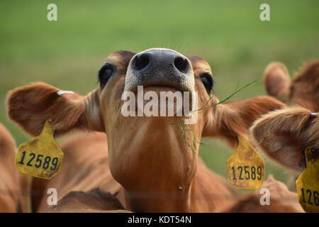 Mucca con la sua testa in aria mangiare erba indossando le etichette di identificazione Foto Stock