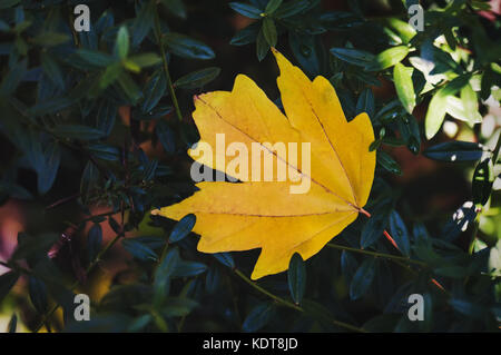 Giallo maple leaf su sfondo giallo di foglie di autunno. gialla maple leaf come un simbolo d'autunno. Foto Stock