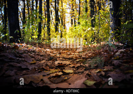 Una passeggiata nel bosco in autunno. Autunno dorato. il colorato alberi. wildlife. prospettiva di lasciare il sentiero nel bosco foresta d'autunno. Foto Stock