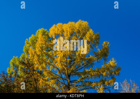 Krone Giallo autunno albero su di uno sfondo di cielo blu al mattino park Foto Stock