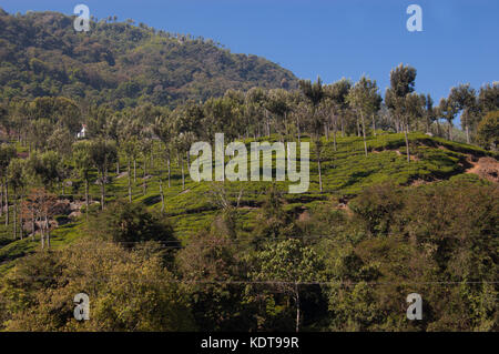 Coonoor, campo verde, piantagione di tè. nilgiri ferrovia di montagna. india Foto Stock