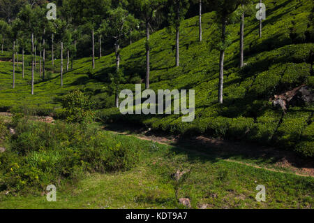 Coonoor, campo verde, piantagione di tè. nilgiri ferrovia di montagna. india Foto Stock