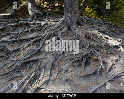 Maestose le radici di un grande albero centenari esposta a causa dell erosione del suolo Foto Stock