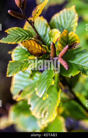 Birch Betula medwediewii 'Gold Bark' fogliame autunnale Foto Stock