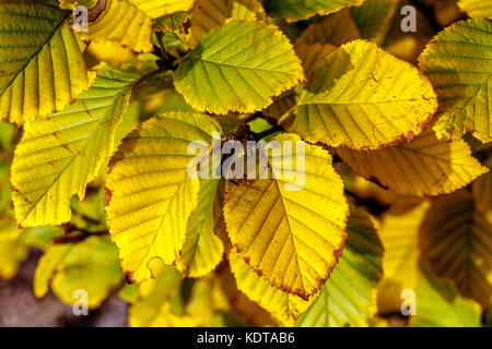 Betula medwediewii 'Barco d'oro' autunno betulla fogliame Betula foglie ingiallimento Foto Stock