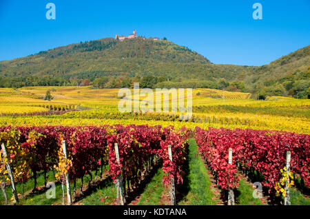 Autunno bello e mite nei vigneti in Alsazia vicino a saint hippolyte Foto Stock