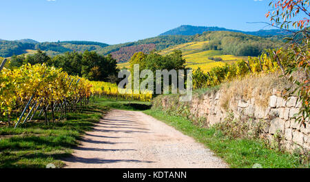 Autunno bello e mite nei vigneti in Alsazia vicino a saint hippolyte Foto Stock