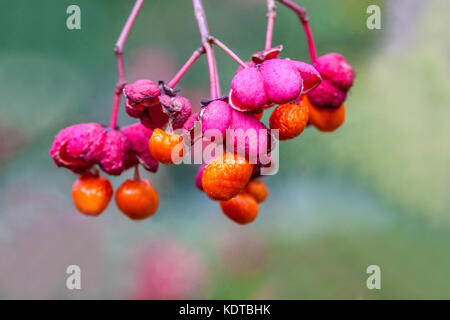 Euonymus 'Red Cascade' Euonymus europaeus 'Red Cascade', frutti di bosco di mandrino frutti di mandrino frutti di mandrino Mirtillo Foto Stock