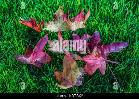 Bright Foglie di autunno sdraiati sull'erba. Foto Stock