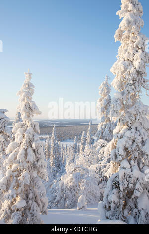 Paesaggio invernale dalla Lapponia svedese. Foto Stock