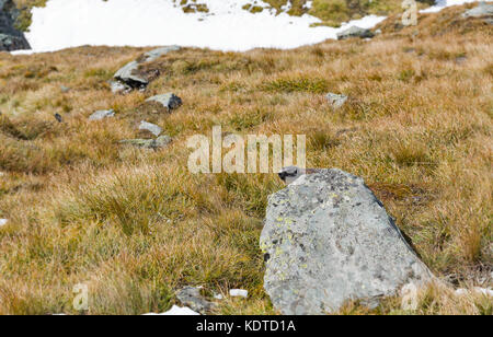 La marmotta alpina picchi dietro la pietra in autunno pendio montano. Kaiser Franz Joseph glacier, Grossglockner Strada alpina nelle Alpi austriache. Foto Stock