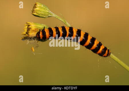 Larva di cinabro Foto Stock